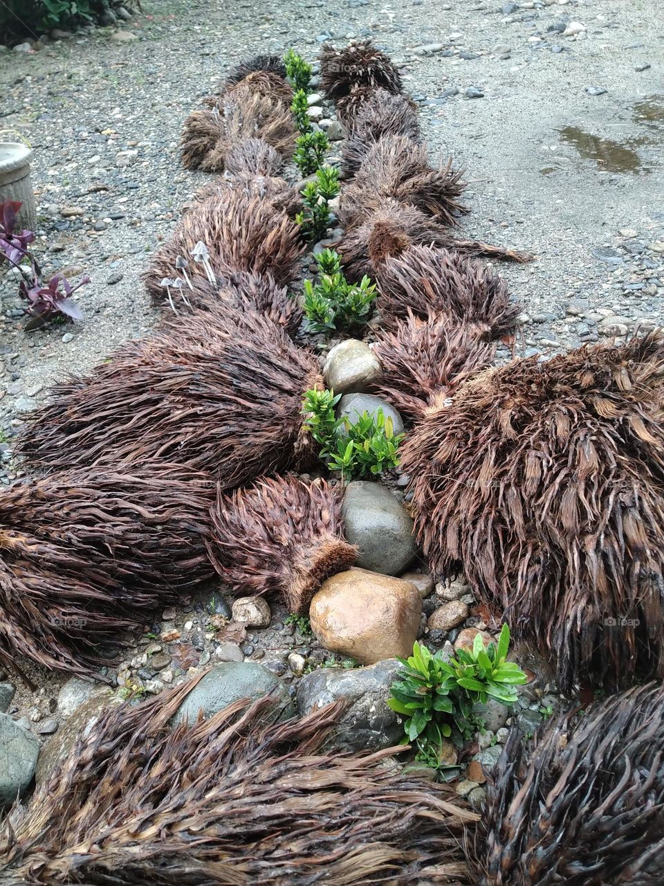 Plant flowers for beauty by utilizing organic fertilizer from empty palm oil bunches.