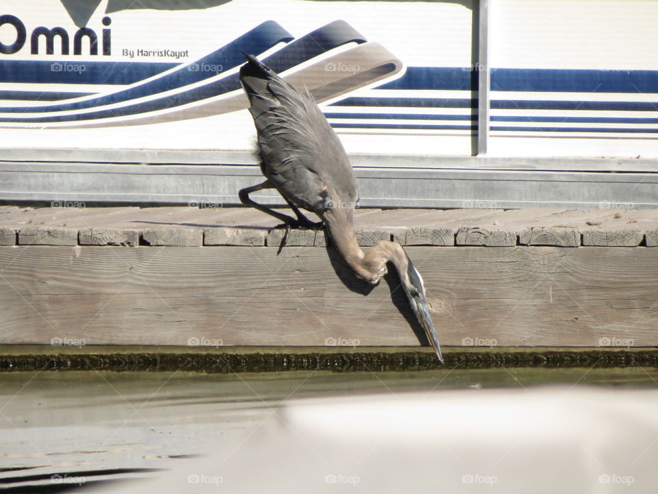 A heron looks for lunch.