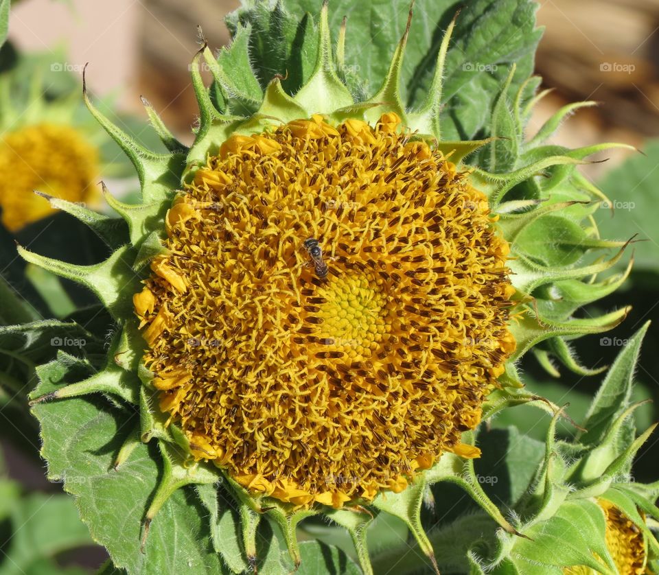 Sunflower 