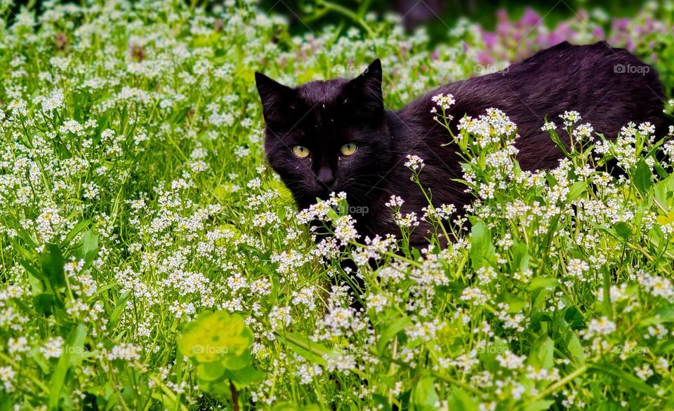 Black cat hiding in white green flora