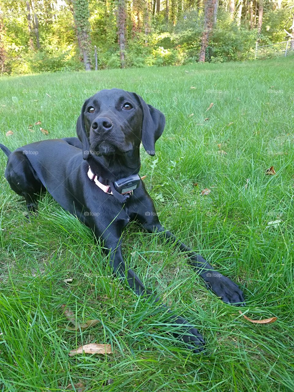 black labrador retriever puppy