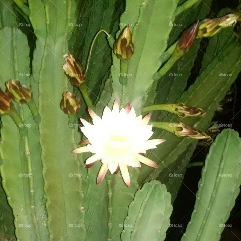 Cactus, Succulent, Flora, Spine, Flower