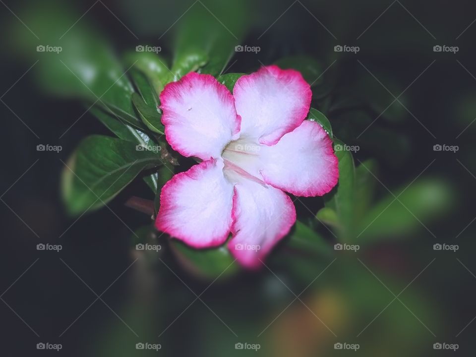 flower02