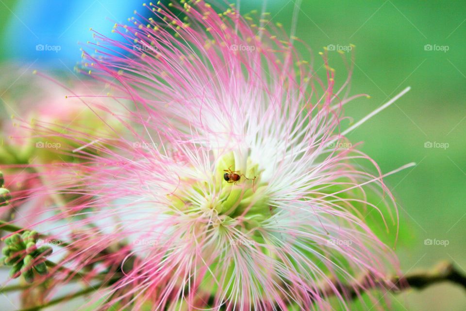 Mimosa Flower 1
