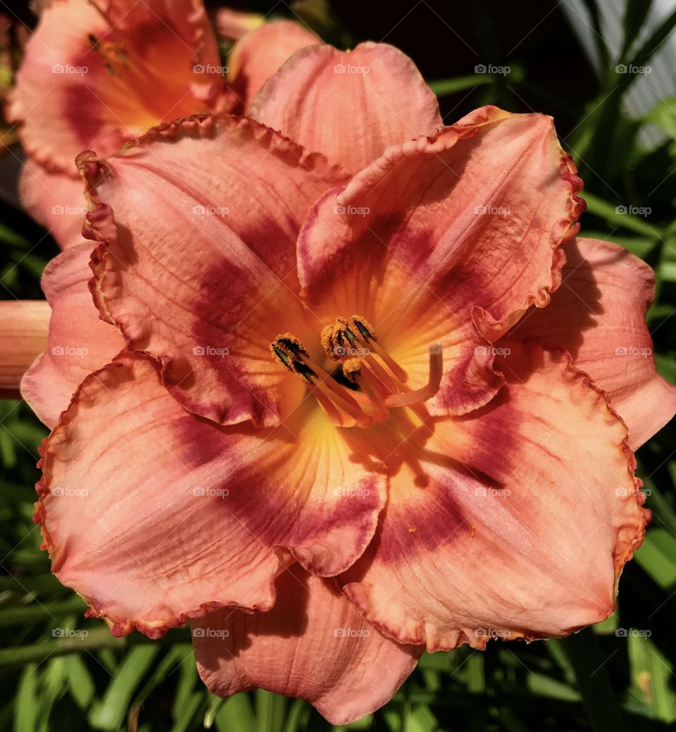 Day lily—taken in New Era, Michigan 