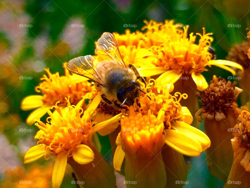 Bee on the yellow flower