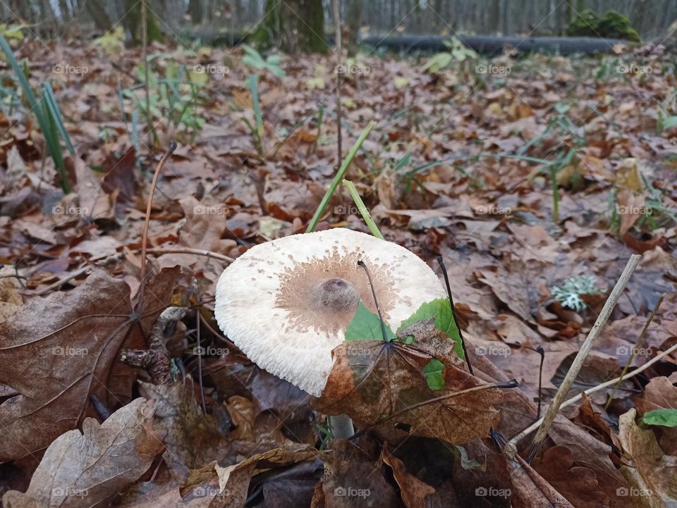 Mushroom in the forest