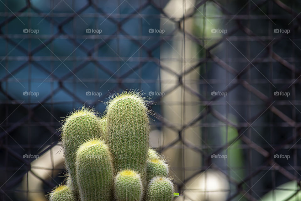 Small Cactus For decorative plant on table Background mesh fence steel