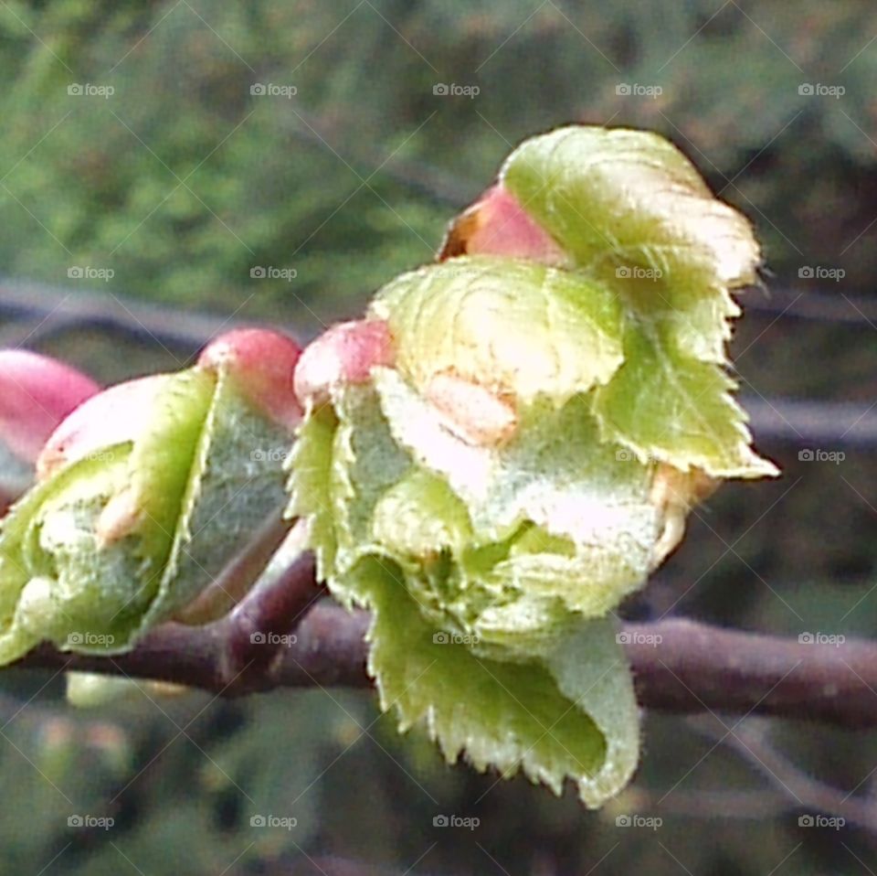 Fresh leaves