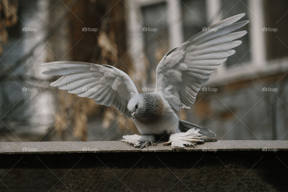 beautiful pigeon starts to fly . close up view.  toned