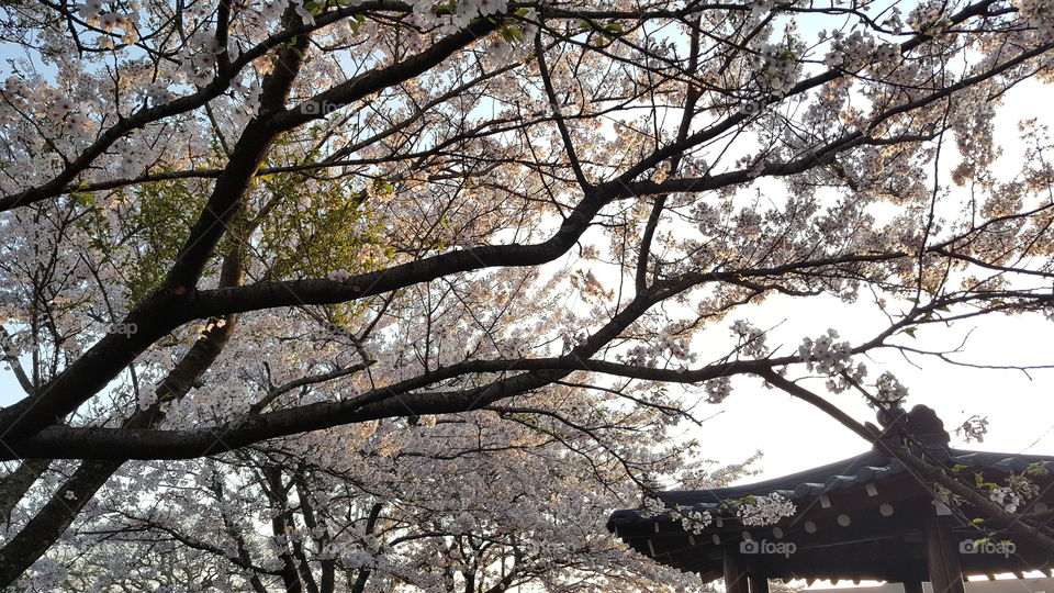 Cherry tre in blossom. Jeju Island, South Korea.