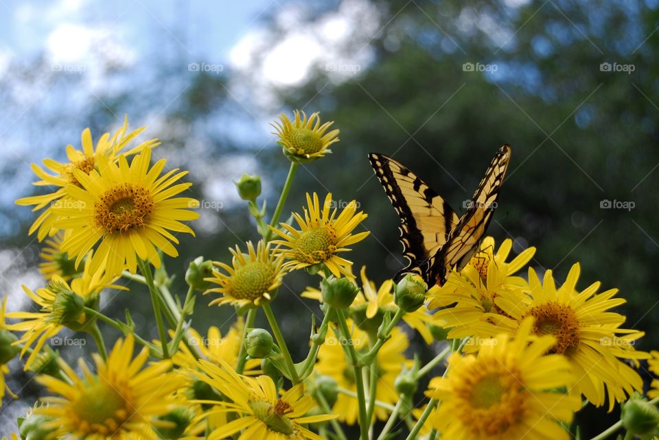 Summer beauty