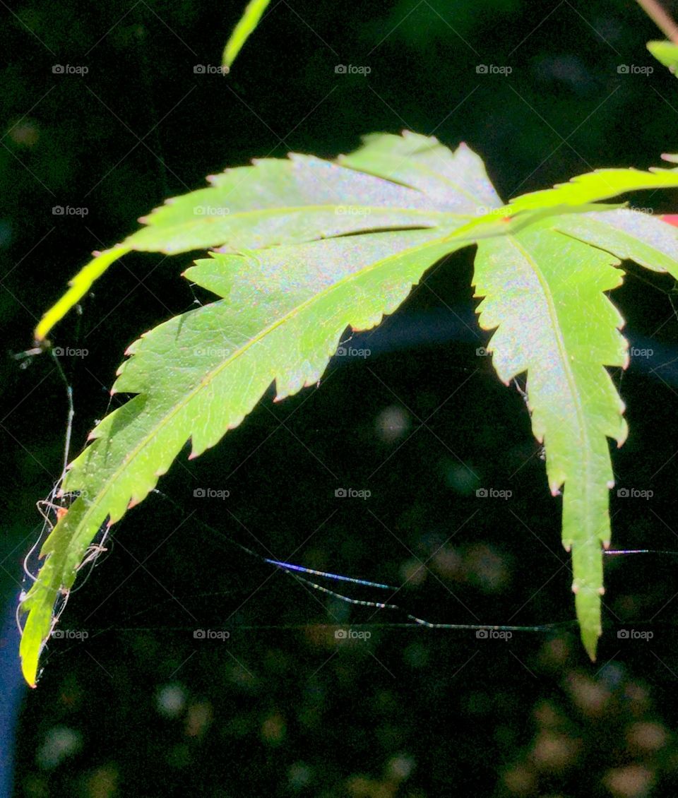 Leaf and web