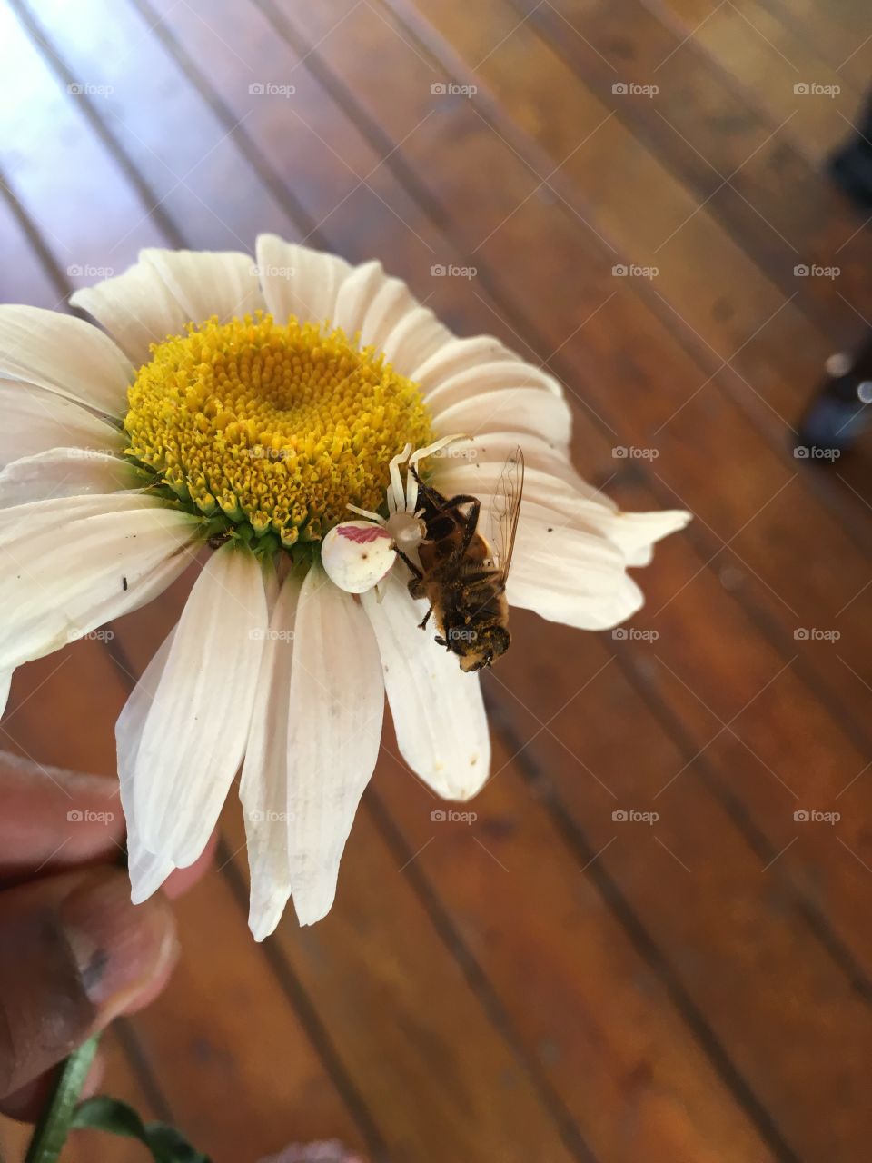 Close-up of bee on white flower