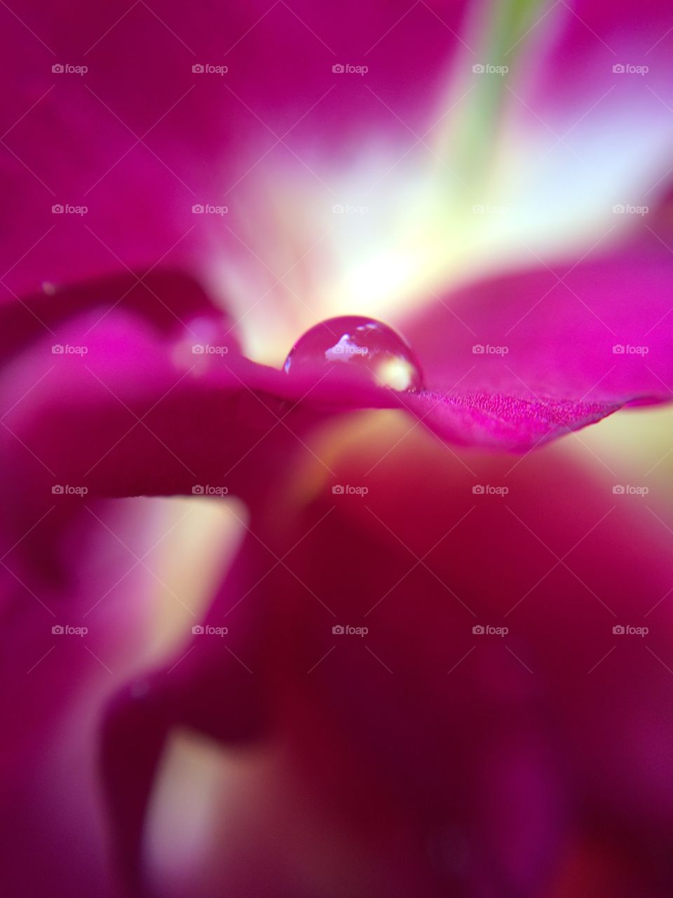 Macro of pink flower petals with water bubble 
