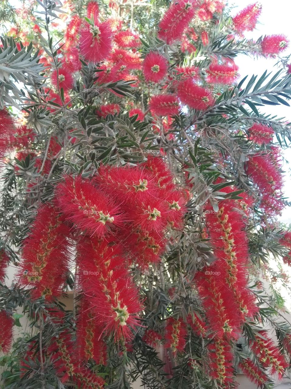 Bottle brush flower pink colour looks very beautiful generally found everywhere fresh seasonal, spine