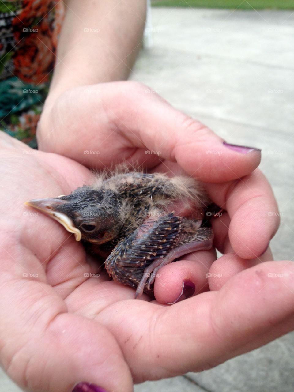 Baby Robin fell out of nest