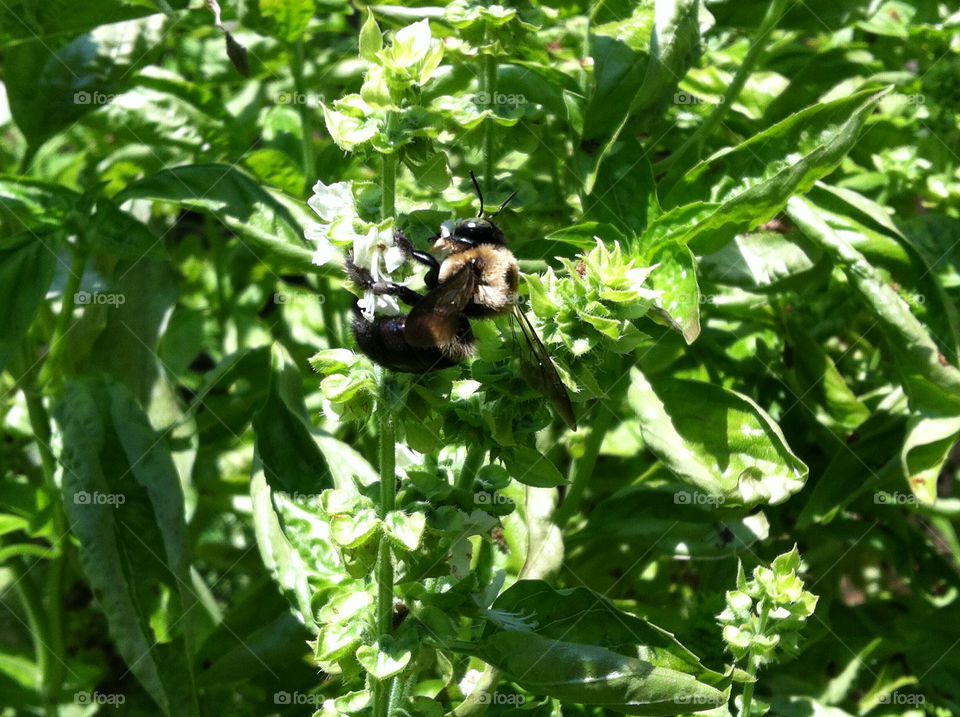 green flower bee basil by spiffysavannah