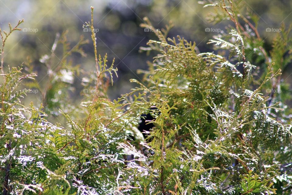 close up of cedar