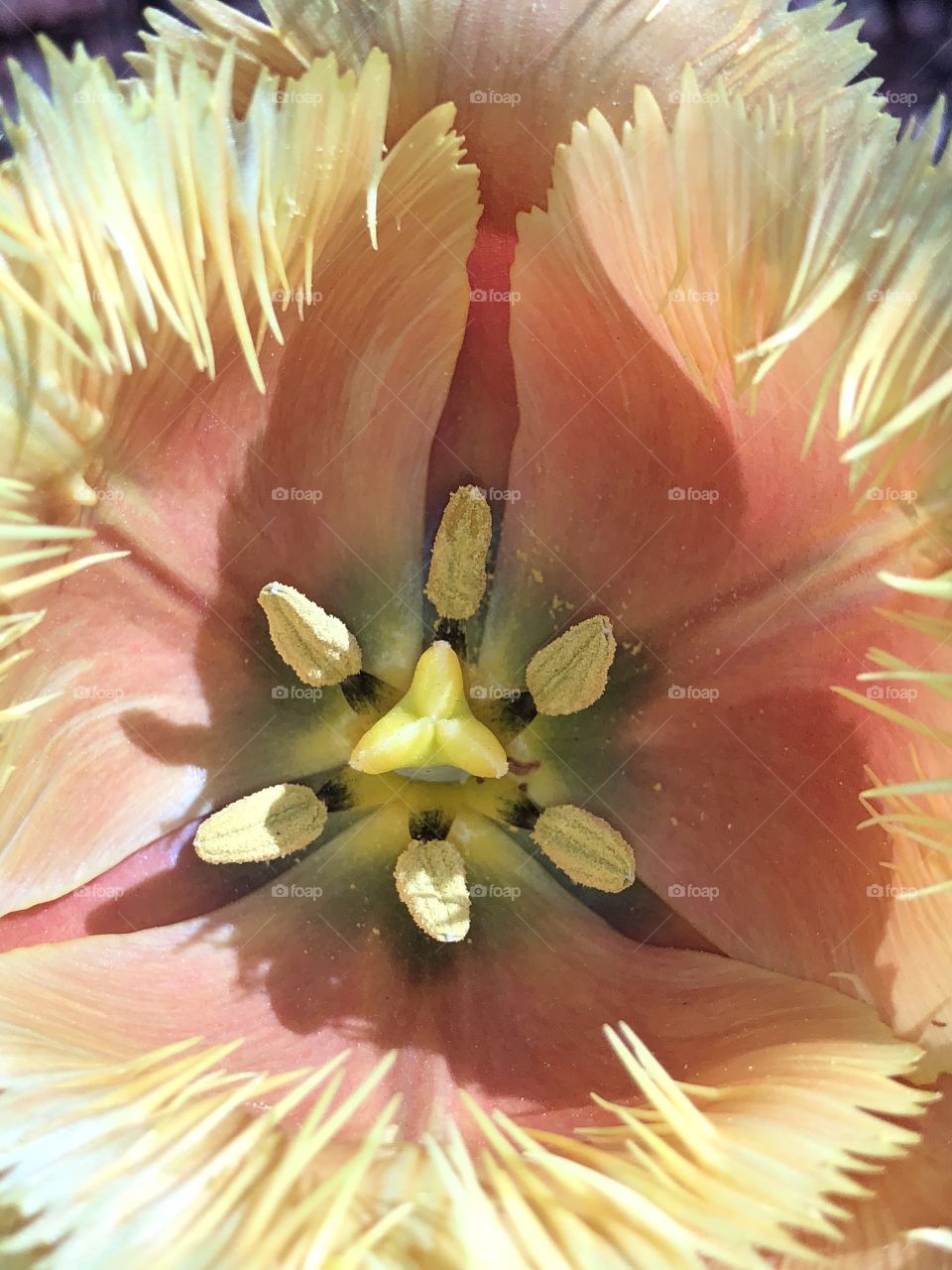 tulip - beautiful macro flower