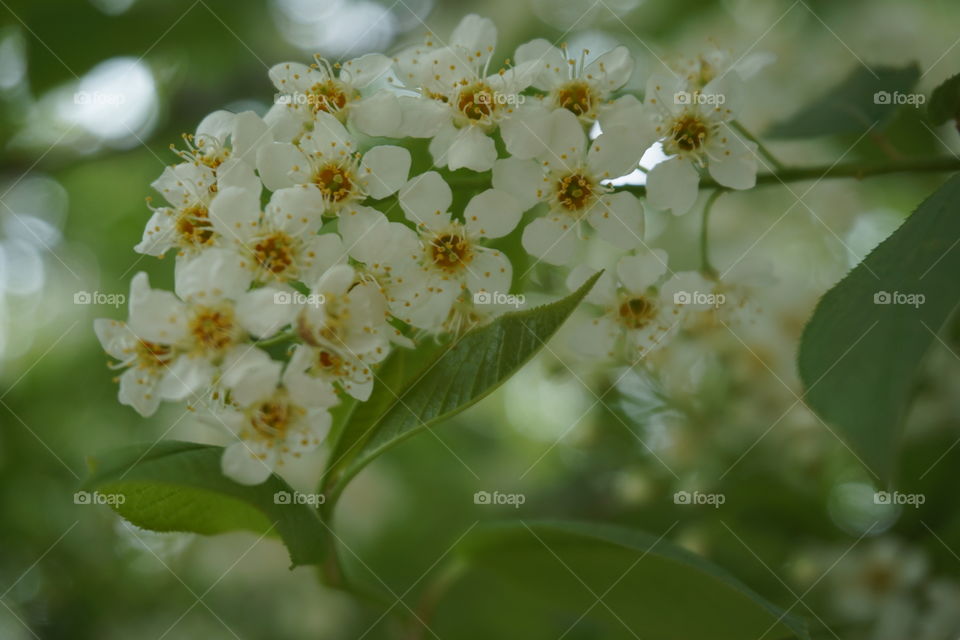 White flowers