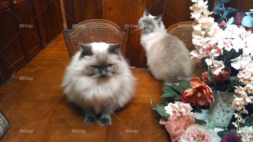 Fluffy Cats