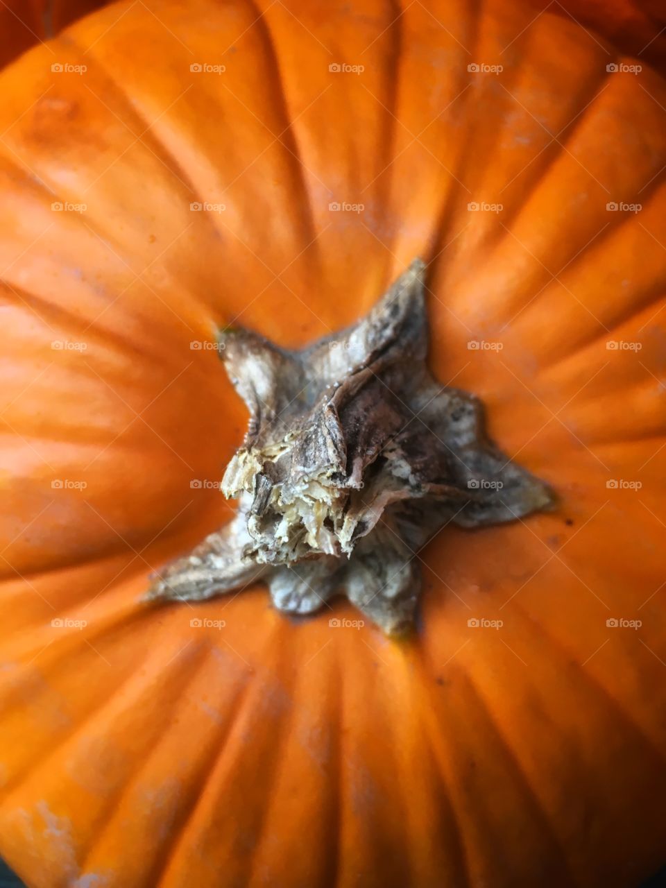 Pumpkin closeup Halloween autumn