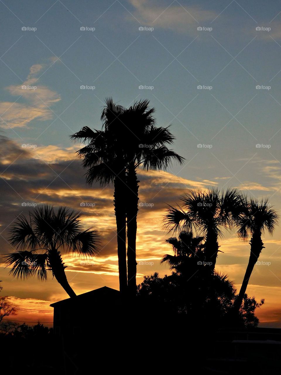 Sunset and the palm trees -  It is almost impossible to watch a sunset and not dream. When the sunset and the twilight inter-mingle, hues are bent, and I can sit and watch the shadows with my heart content