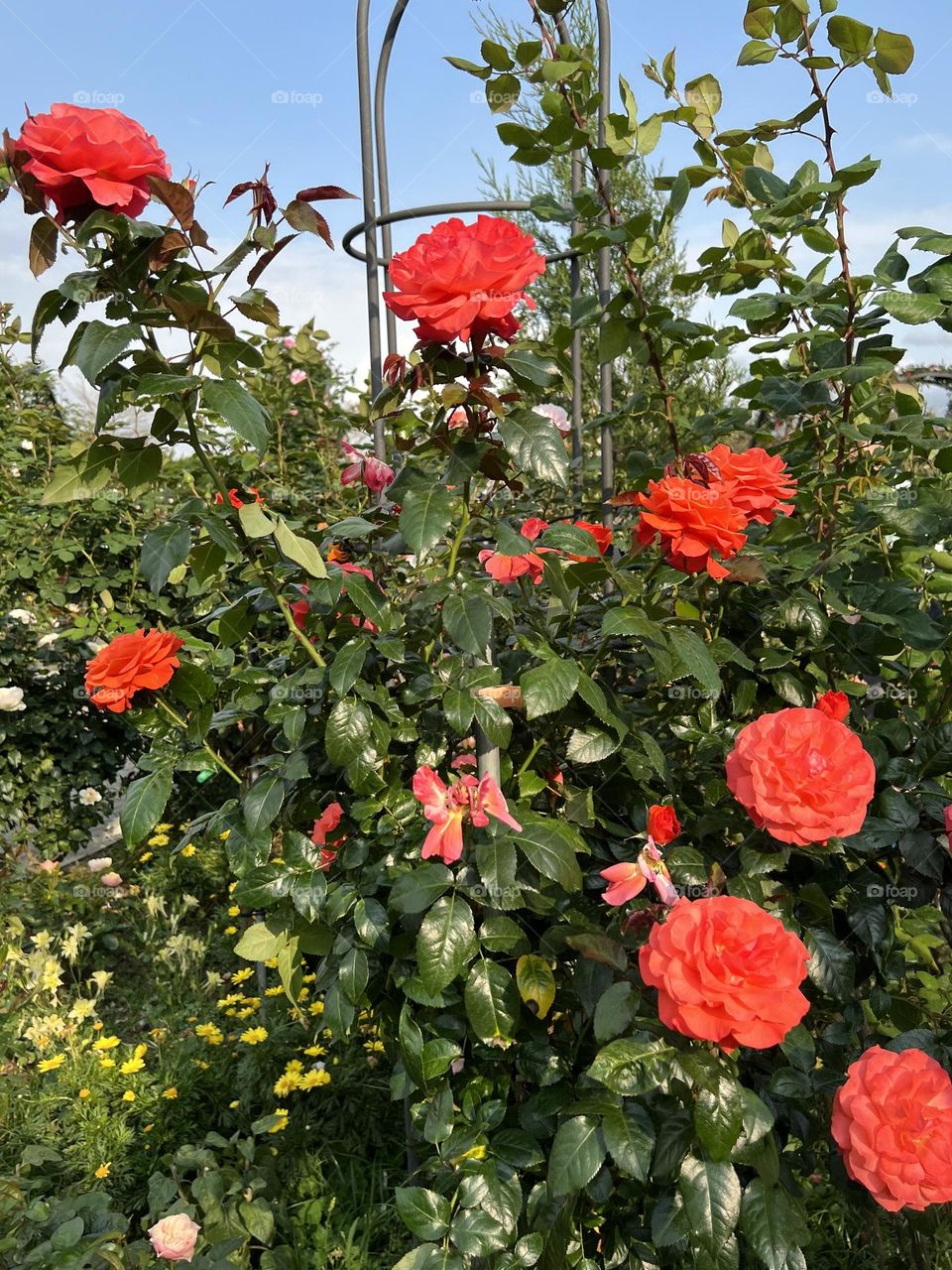 Orange roses in Yuanshan Flower Expo Park