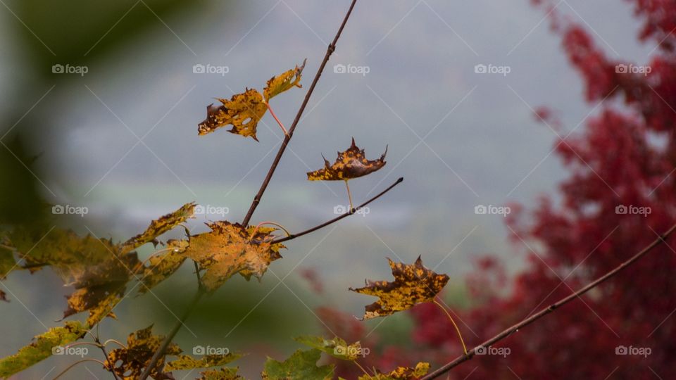 Fall and autumn leaves on old dead tree nice orange leaves on twig with red trees in blurred background landscape picture of Vermont Nature and Environment during fall and autumn 