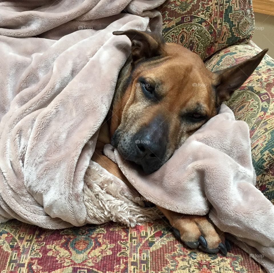 Dog, Mammal, Canine, Pet, Portrait