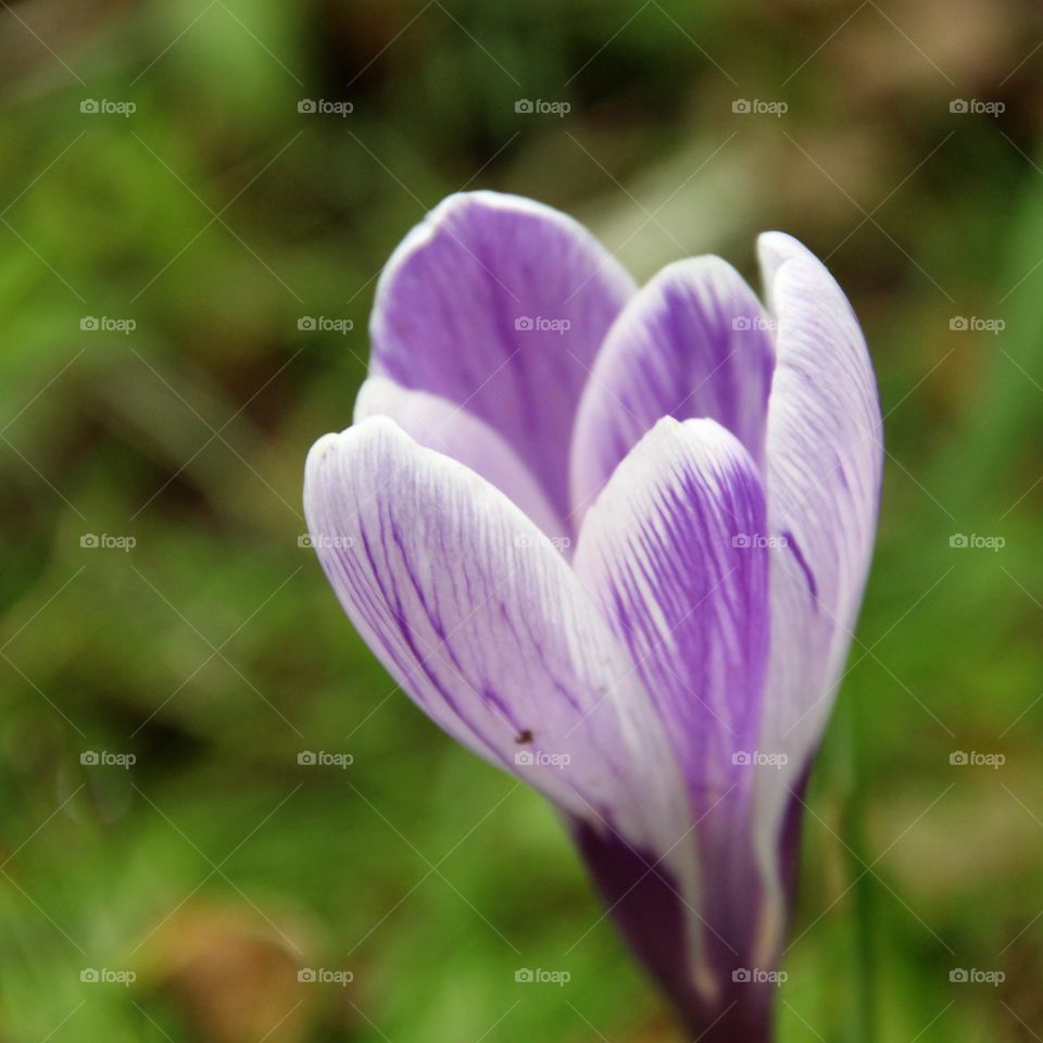 crocus