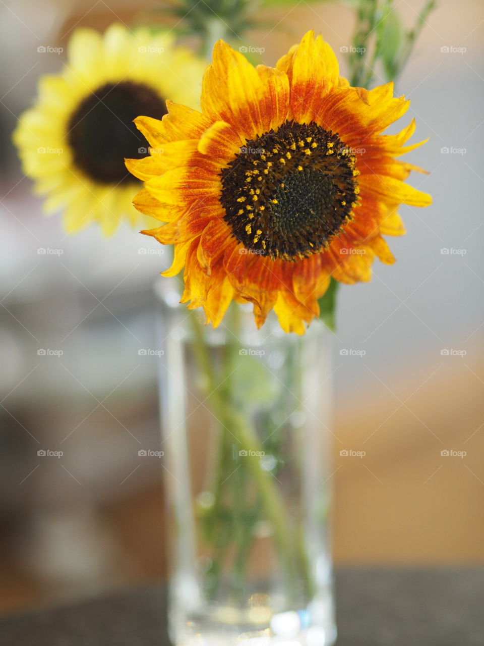 Cut Sunflowers in a vase with a very shallow depth of field and vivid colors