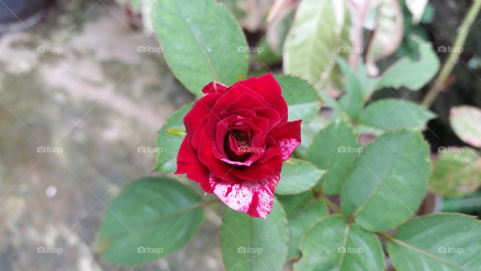 rose flower