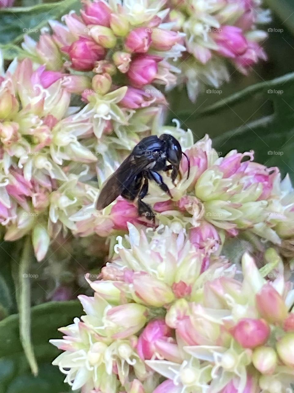 Abelha preta pequena sobre uma inflorescência com cores claras. Florzinhas miúdas cor de rosa e brancas.