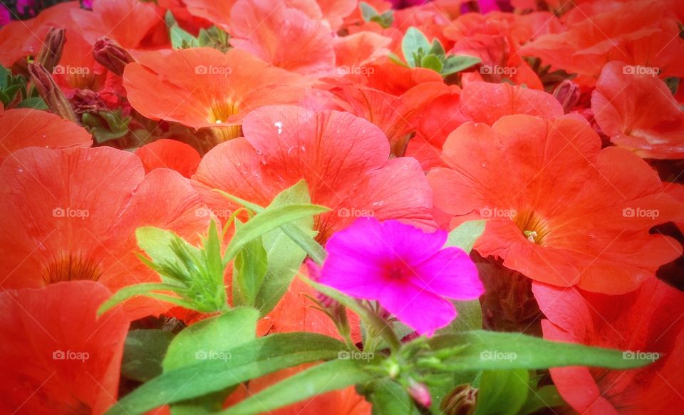 Stick out of the crowd...