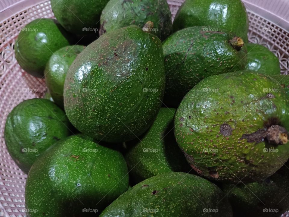 New avocados are picked from the tree
