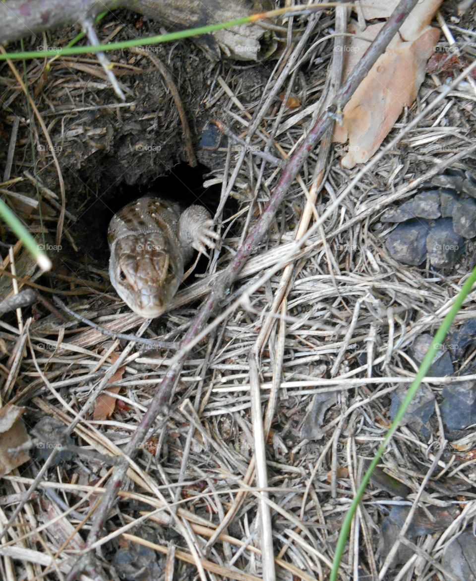 Nature, Animal, Wildlife, Little, Rodent