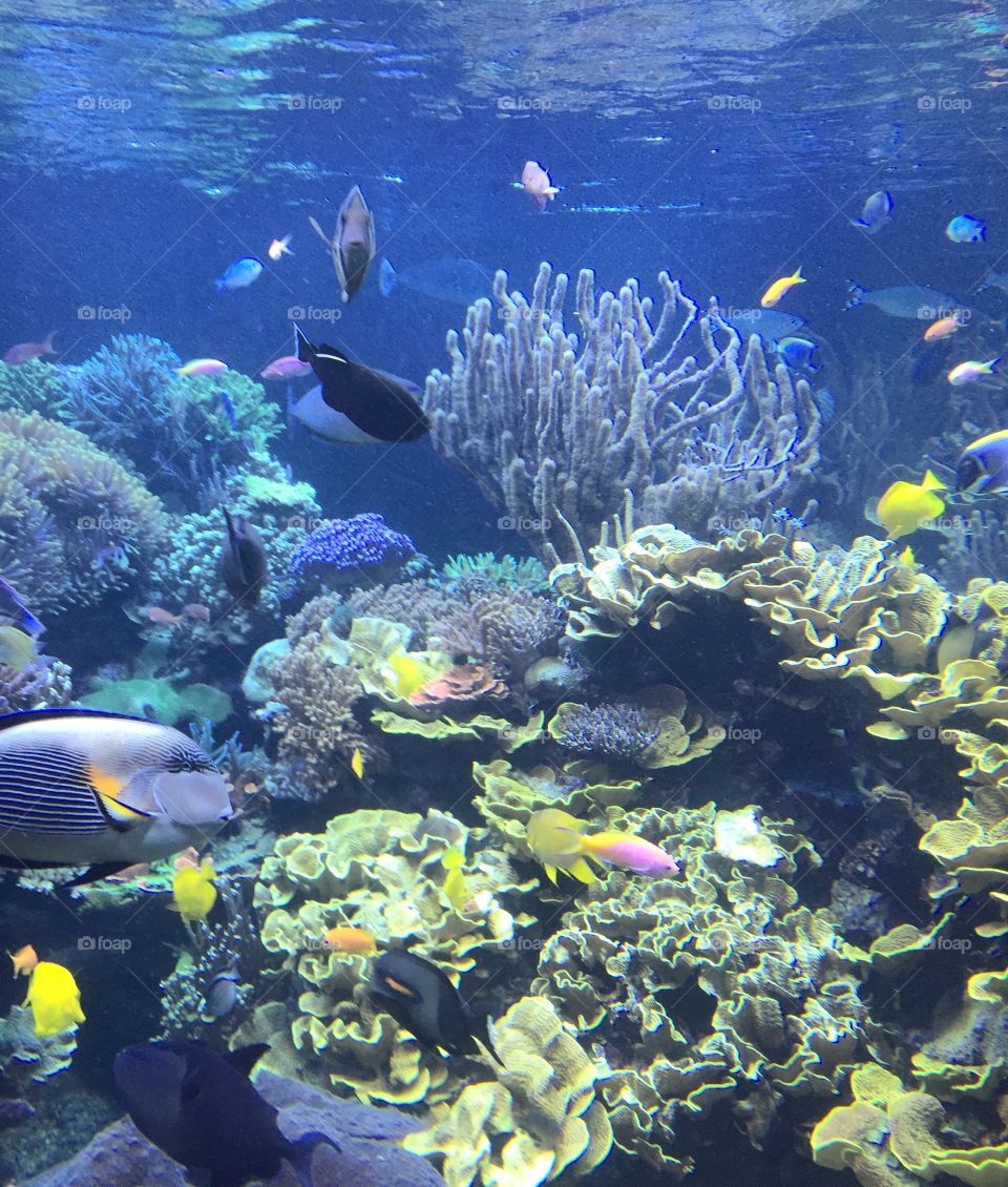 Underwater, Fish, Coral, Reef, Ocean