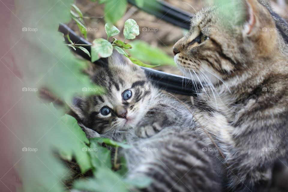 Kitten curled up and hidden in the grass