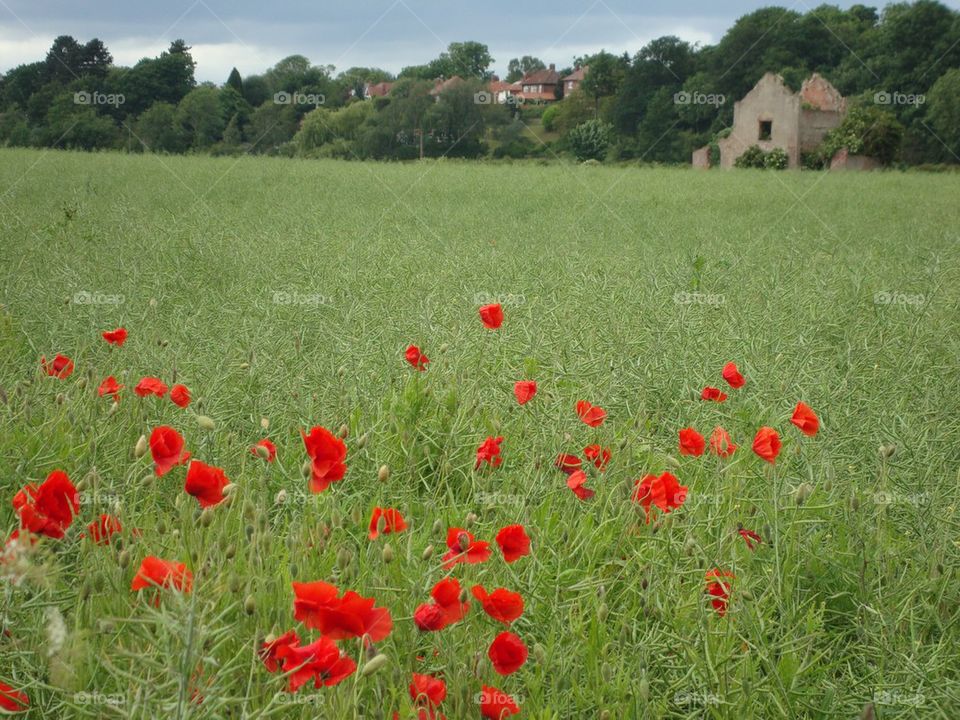 Poppy Patch