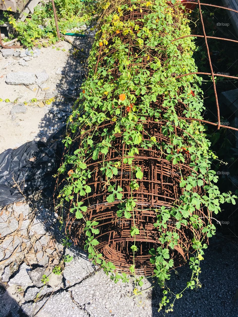 Metal fence with vines growing 