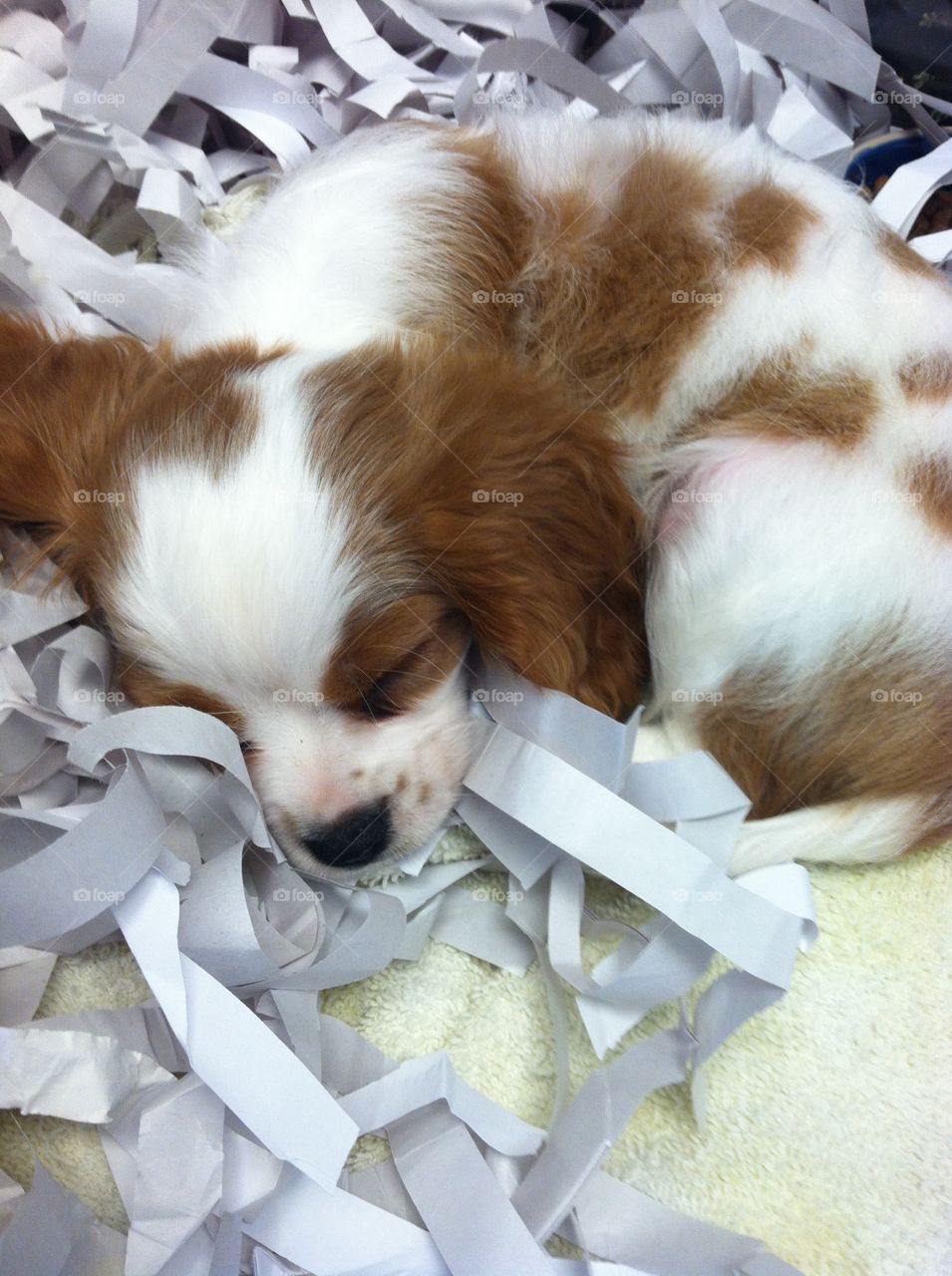 Napping Cavalier King Charles Spaniel puppy