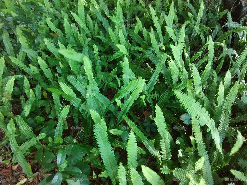 ferns swaying in the breeze