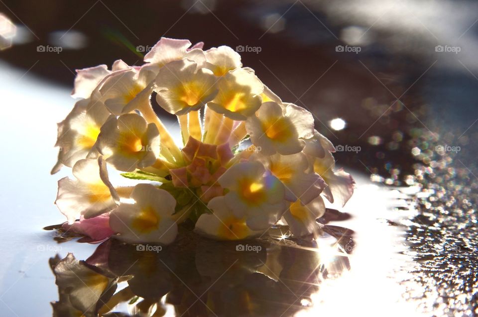 Flowers and reflections 