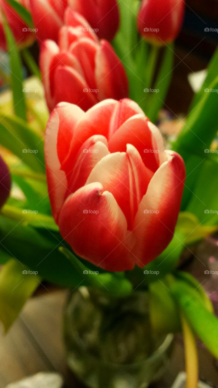 Red Tulip