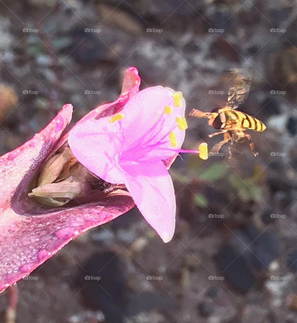 Tiny Bee Coming In for a Landing to Grab Pollen from Purple Flower