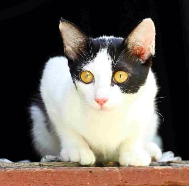cat
