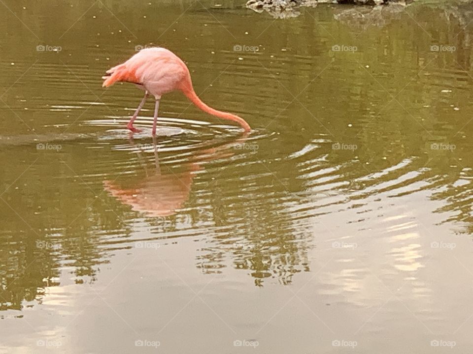 Flamingo 
