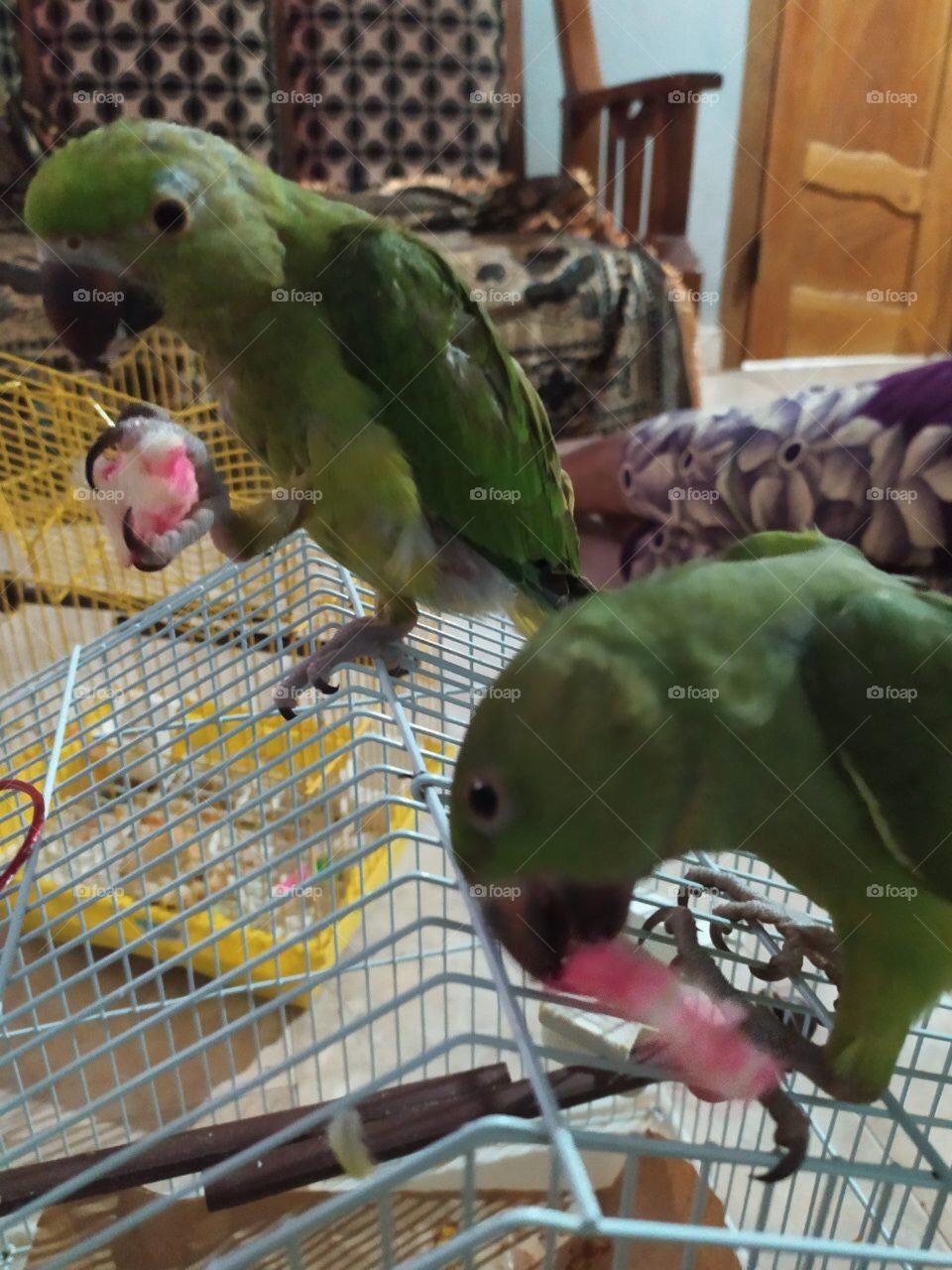 Feeding Parrots 